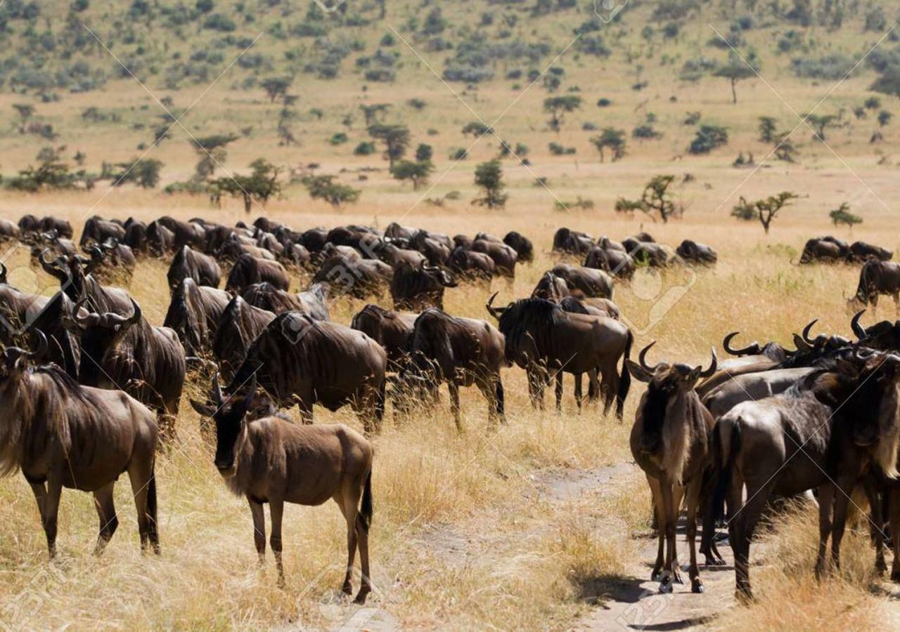 Aa Lodge Maasai Mara Talek Eksteriør billede